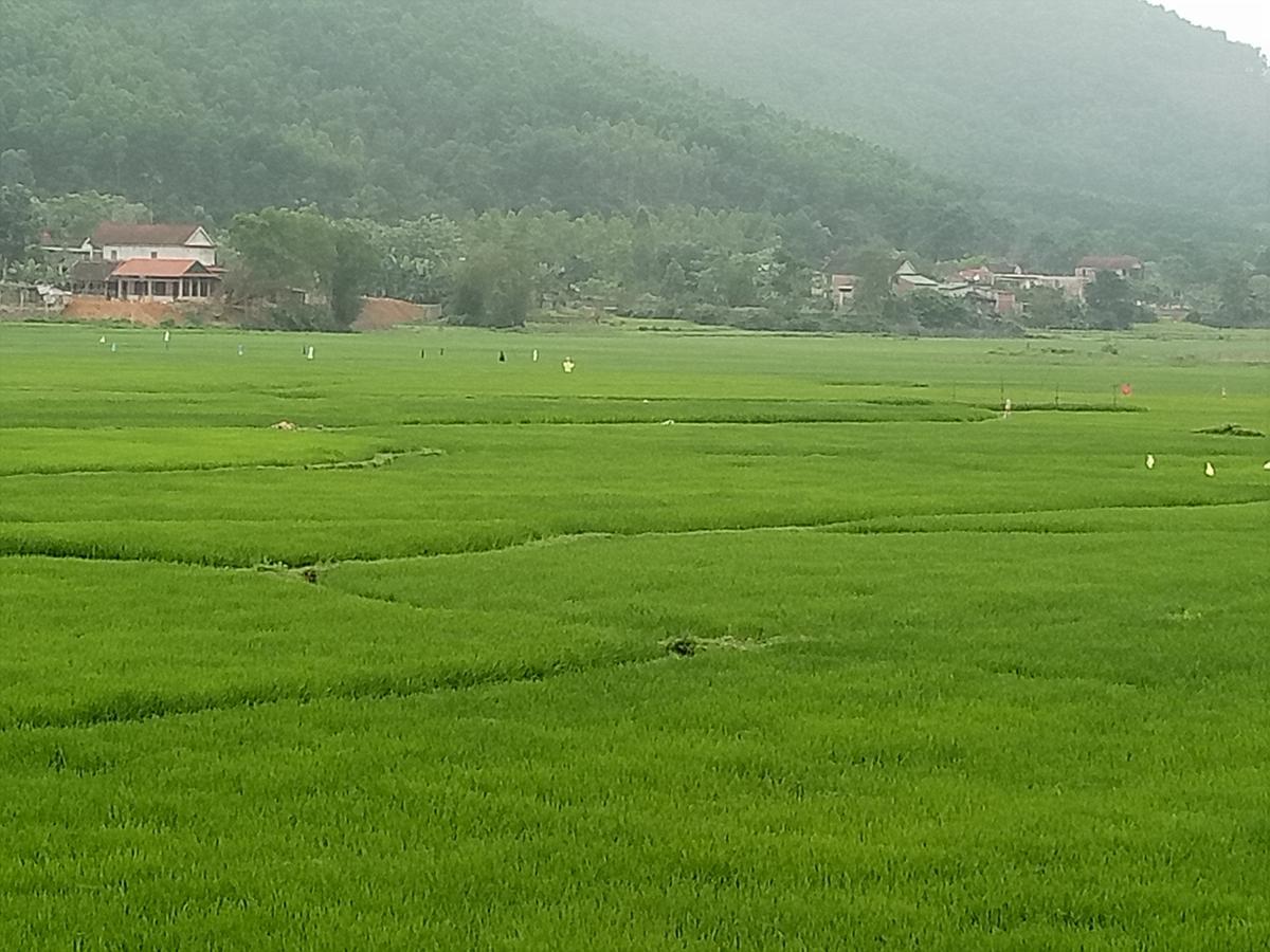 Phong Nha Rice Field Homestay Экстерьер фото