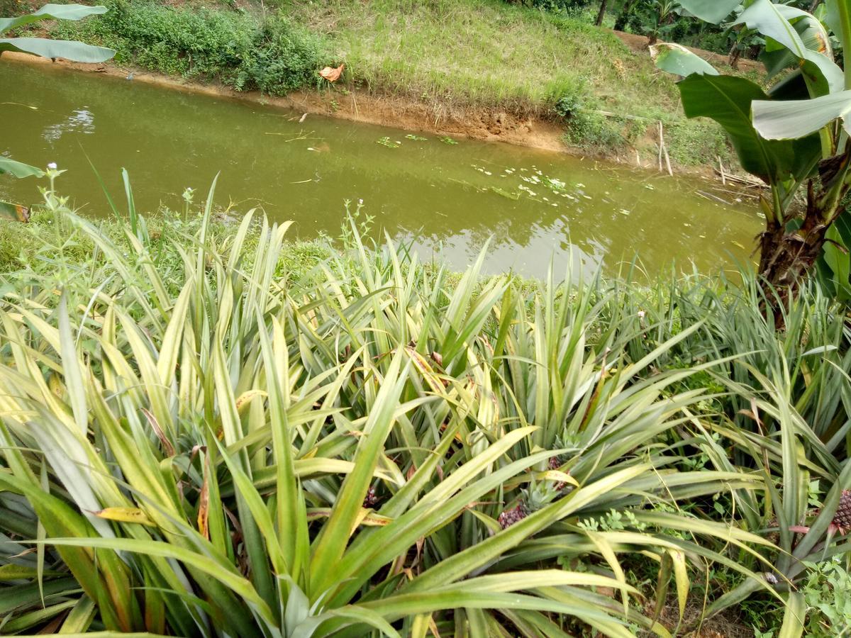 Phong Nha Rice Field Homestay Экстерьер фото